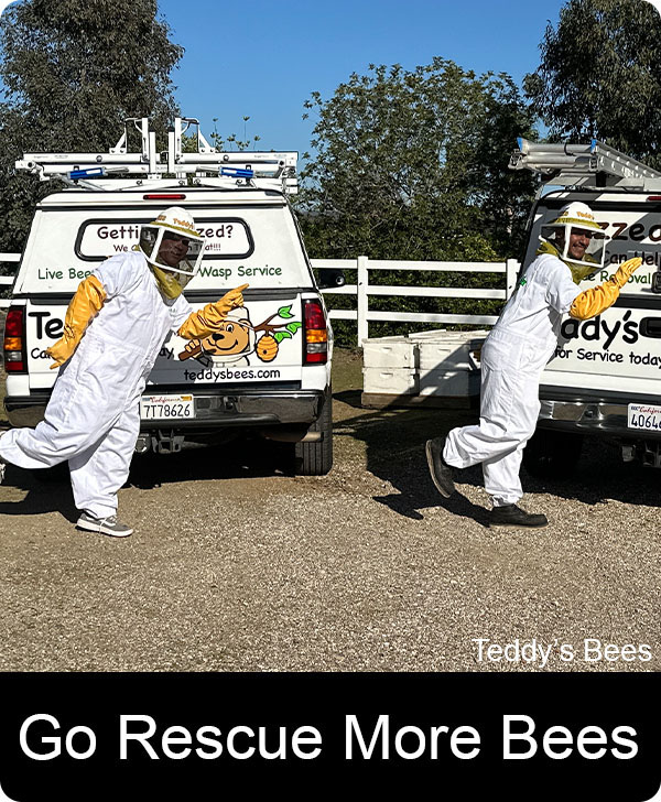 picture of Teddy's bee removal employees joking around. nav link image